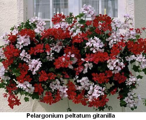 Pelargonium peltatum gitanilla.jpg